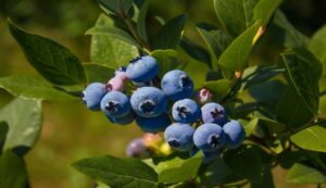 Blueberry farming