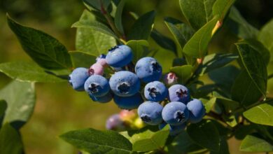 Blueberry farming