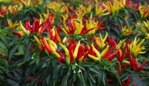 Bullet red chili farming