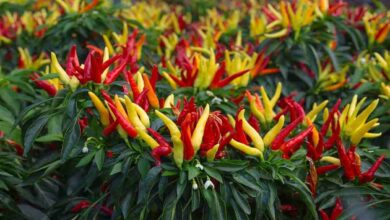 Bullet red chili farming