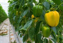 Colorful capsicum cultivation
