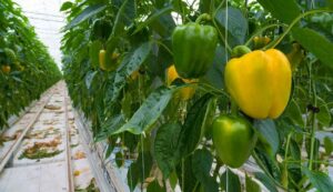 Colorful capsicum cultivation