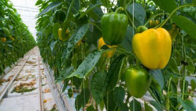 Colorful capsicum cultivation