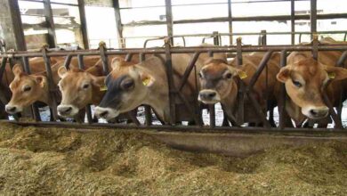 Cow farming
