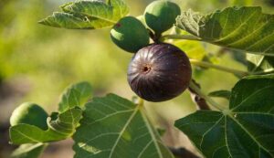 Cultivation of figs