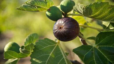 Cultivation of figs