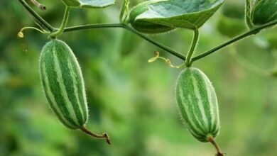 Cultivation of parwal