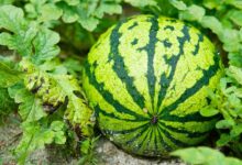 Cultivation of yellow watermelon