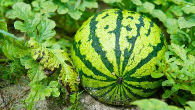 Cultivation of yellow watermelon
