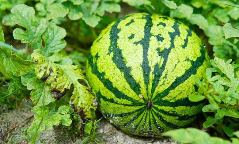 Cultivation of yellow watermelon