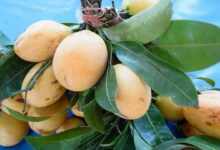 Foreign mango farming