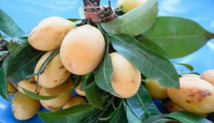 Foreign mango farming