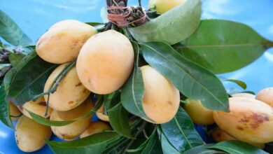 Foreign mango farming