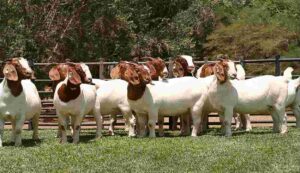 Goat farming