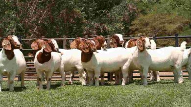 Goat farming