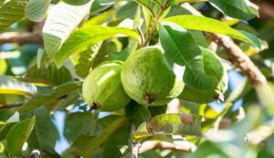 Guava cultivation
