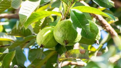Guava cultivation