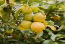 Lemon cultivation