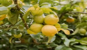 Lemon cultivation