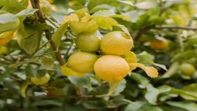 Lemon cultivation