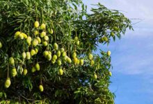 Mango cultivation