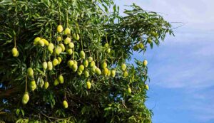 Mango cultivation