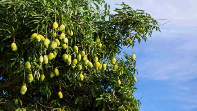 Mango cultivation