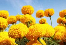 Marigold cultivation