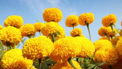 Marigold cultivation