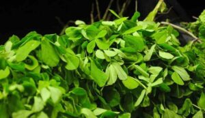 Methi farming