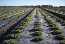 Mulching technology scheme