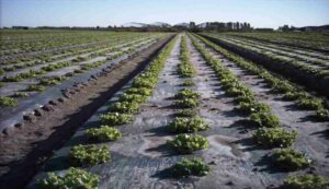 Mulching technology scheme