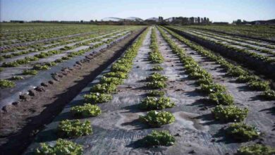 Mulching technology scheme