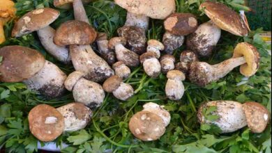 Mushroom cultivation