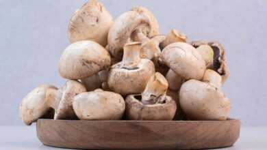 Mushroom cultivation
