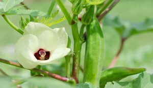 Okra farming