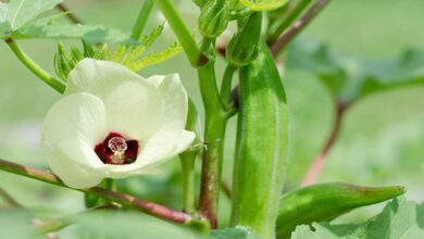 Okra farming