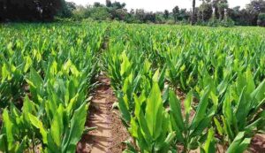 Organic farming of turmeric