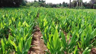 Organic farming of turmeric