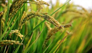 Paddy cultivation