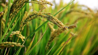 Paddy cultivation