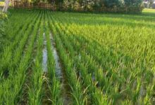 Paddy farming