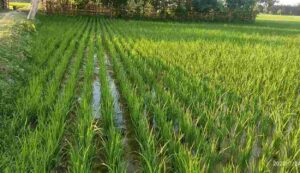 Paddy farming