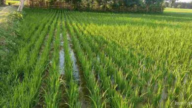 Paddy farming