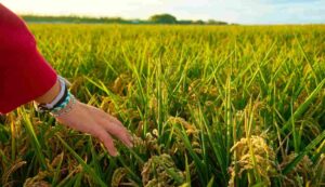 Paddy farming tips