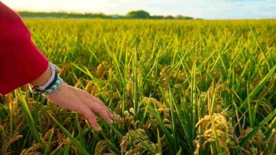 Paddy farming tips