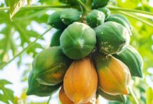 Papaya cultivation