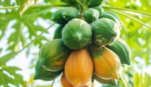 Papaya cultivation