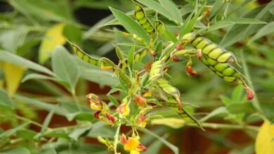 Pigeon pea farming