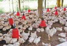 Poultry farming